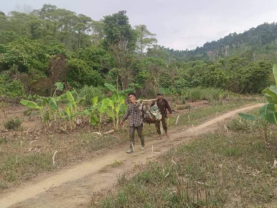 អ្នកដើរបេះផ្លែសំរងម្នាក់ទៀតហើយត្រូវដើមសំរងរលំសង្កត់លើស្លាប់